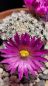 Preview: Mammillaria hernandezii